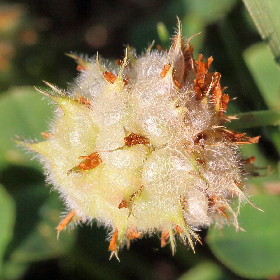 Изображение особи Trifolium fragiferum.