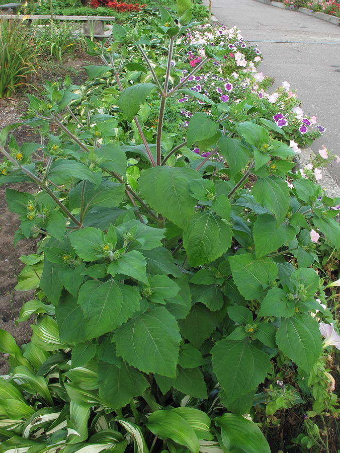 Изображение особи Sigesbeckia pubescens.