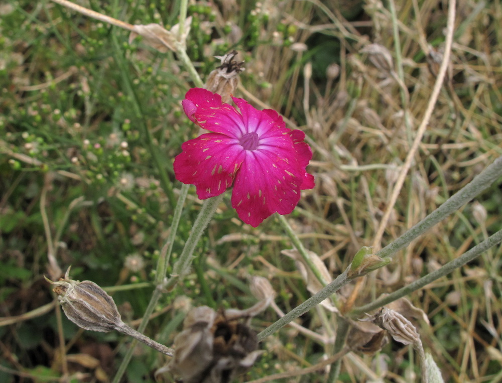 Image of Lychnis coronaria specimen.