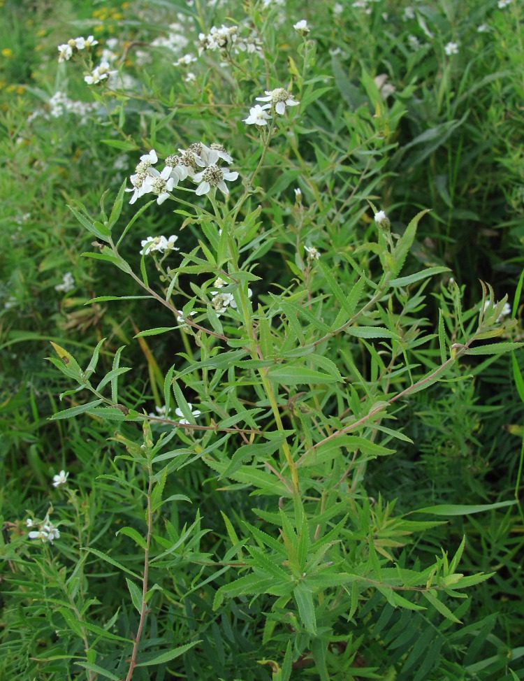 Изображение особи Achillea ptarmica.