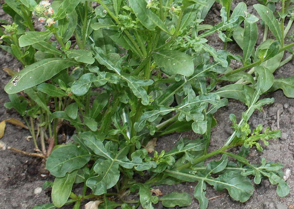 Image of Reseda odorata specimen.