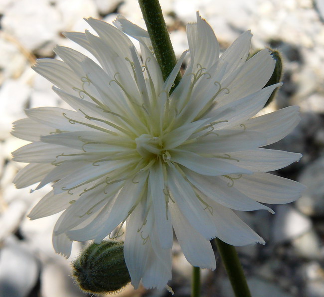 Изображение особи Lagoseris callicephala.