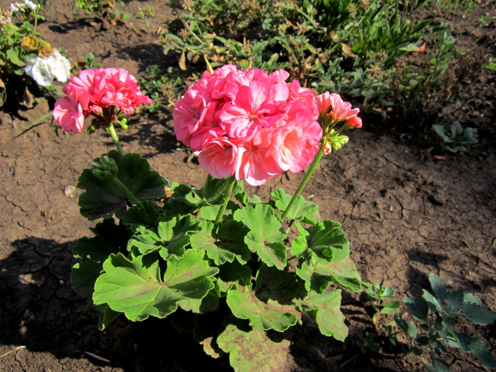 Изображение особи Pelargonium hortorum.