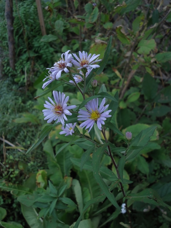 Image of Aster tataricus specimen.