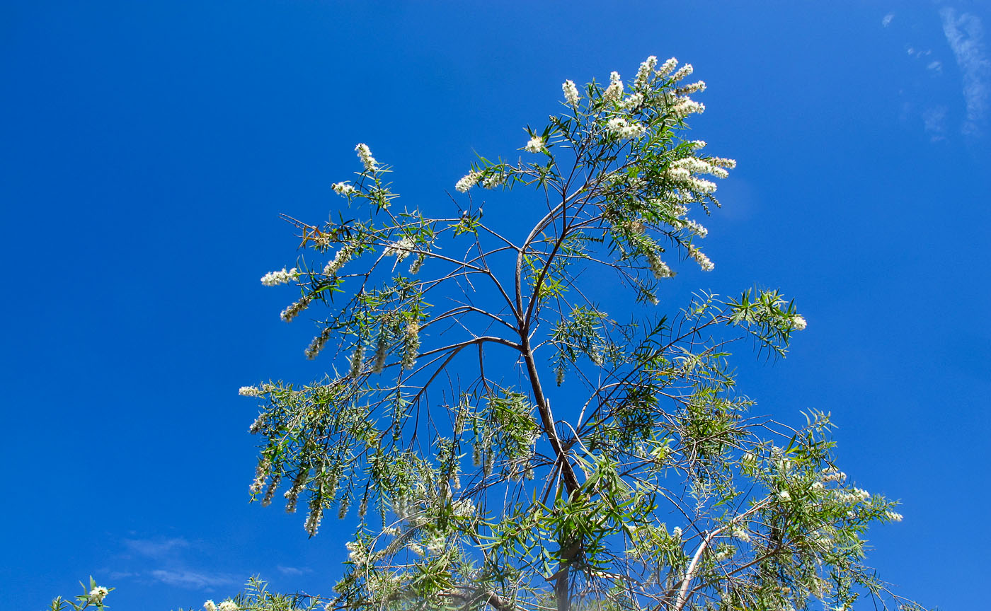 Изображение особи Melaleuca linariifolia.