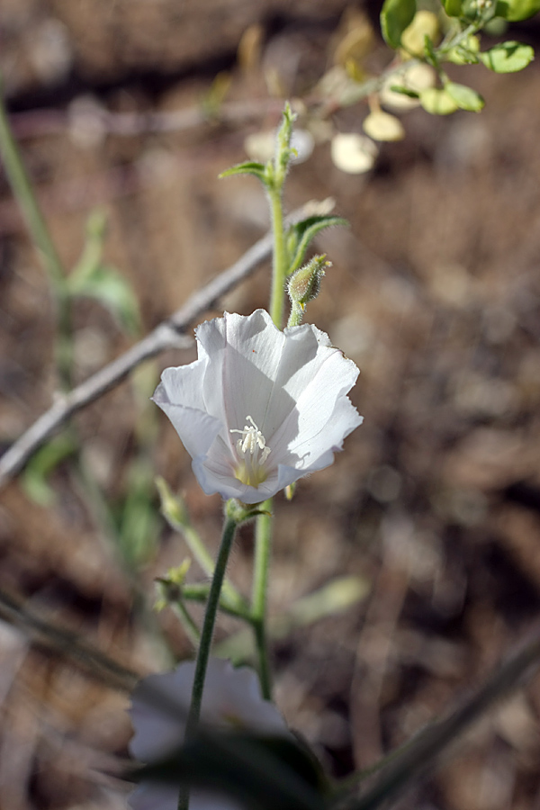 Image of Convolvulus divaricatus specimen.