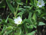 Cerastium inflatum