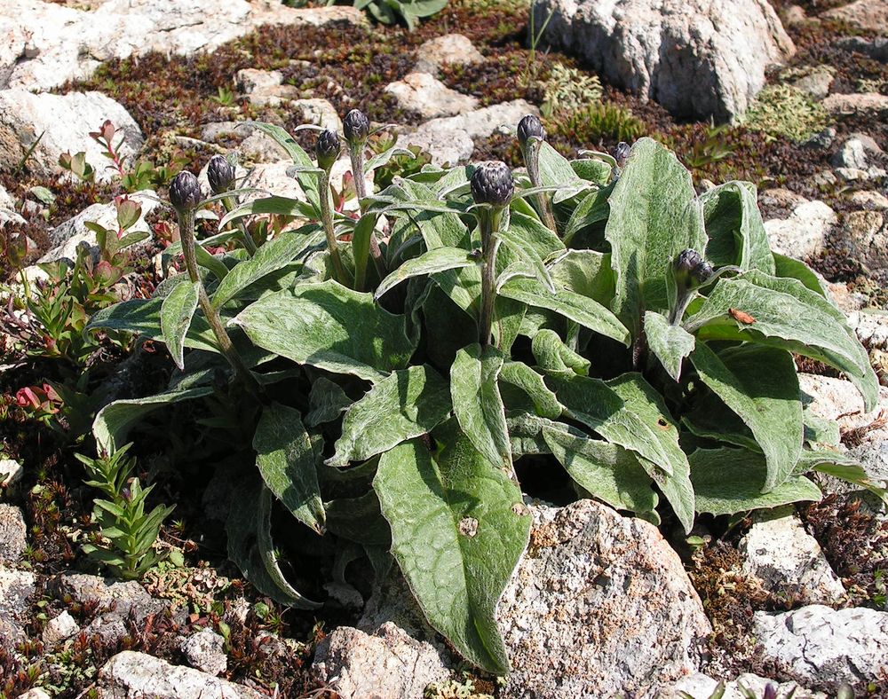 Image of Saussurea kitamurana specimen.