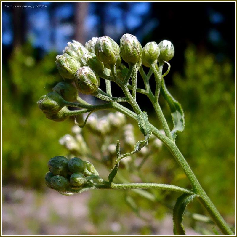 Изображение особи Achillea cartilaginea.