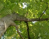 Juglans mandshurica