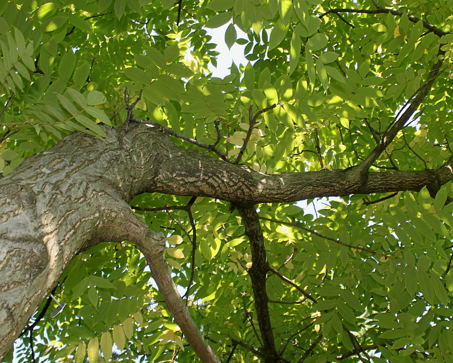 Изображение особи Juglans mandshurica.