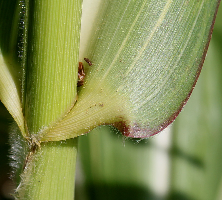 Image of Zea mays specimen.