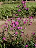 Symphyotrichum &times; versicolor