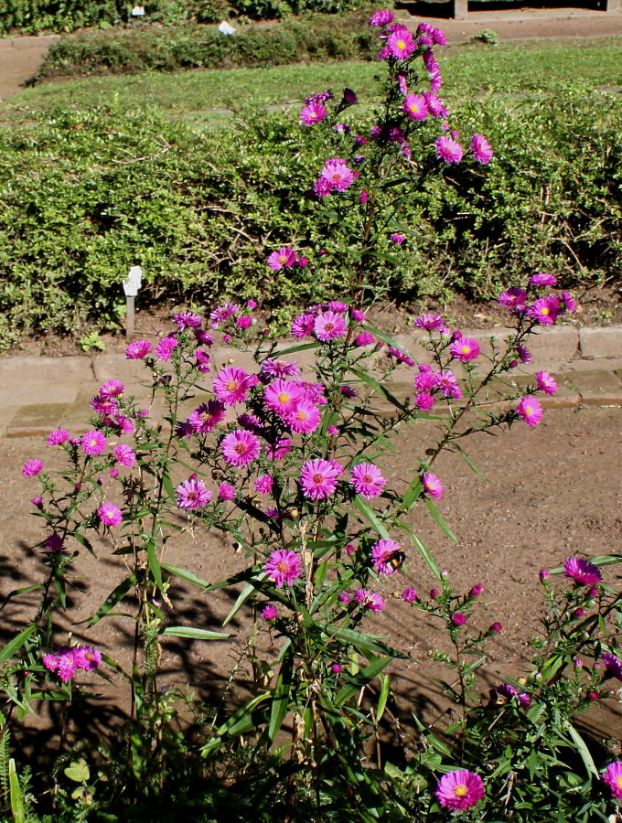 Изображение особи Symphyotrichum &times; versicolor.