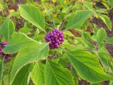 Callicarpa americana