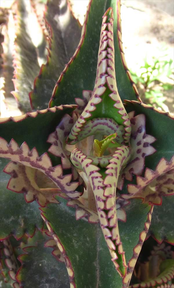 Image of Kalanchoe daigremontiana specimen.