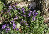 Viola odorata. Цветущие растения. Германия, г. Кемпен, в парке у берёзы. 23.02.2014.