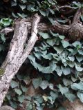 Hedera helix