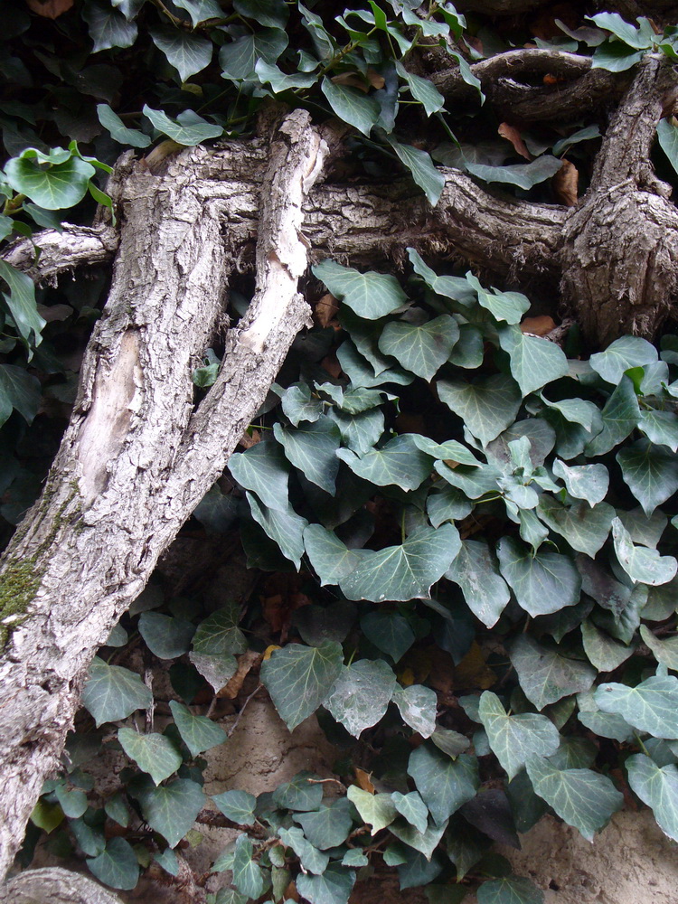 Image of Hedera helix specimen.