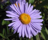 Aster alpinus. Соцветие. Восточный Казахстан, Уланский р-н, с. Украинка, дачный участок, в культуре. 09.06.2005.
