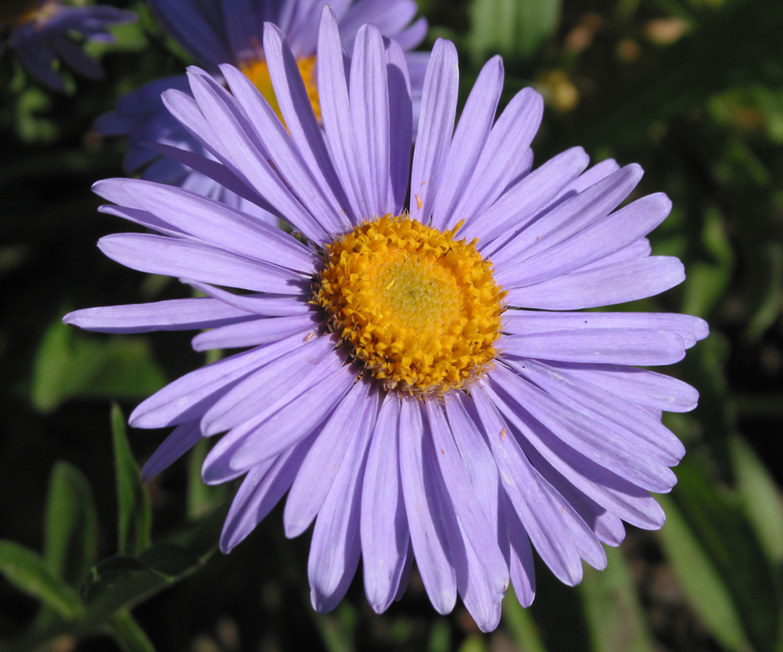 Изображение особи Aster alpinus.