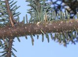 Abies cephalonica. Средняя часть ветви (у хвоинок видны их нижние стороны). Германия, г. Дюссельдорф, Ботанический сад университета. 10.03.2014.