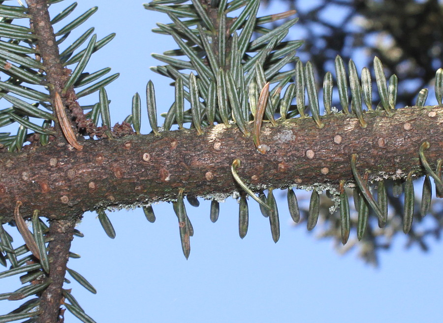 Image of Abies cephalonica specimen.