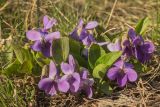 Viola ambigua