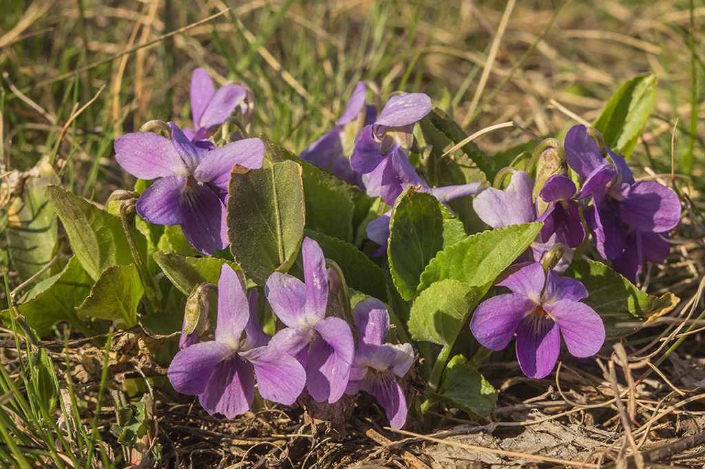 Изображение особи Viola ambigua.