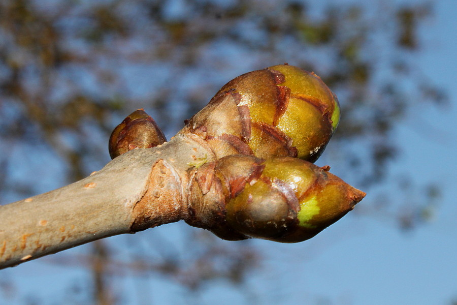 Image of Aesculus &times; carnea specimen.