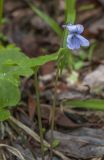 Viola epipsiloides