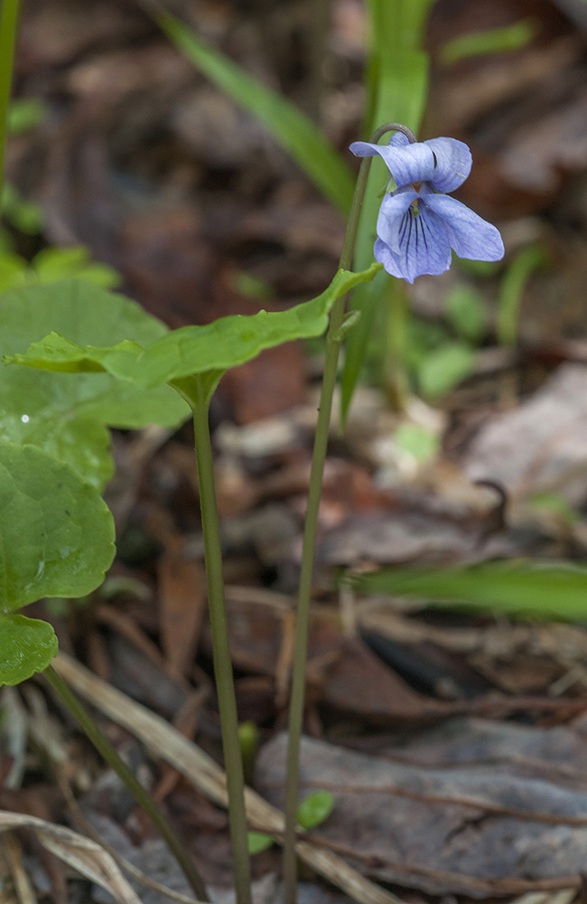 Изображение особи Viola epipsiloides.