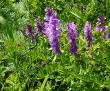 Vicia tenuifolia. Побег с нераспустившимися и распустившимися соцветиями. Восточный Казахстан, Глубоковский р-н, окр. с. Тарханка, склон сопки. 07.06.2013.