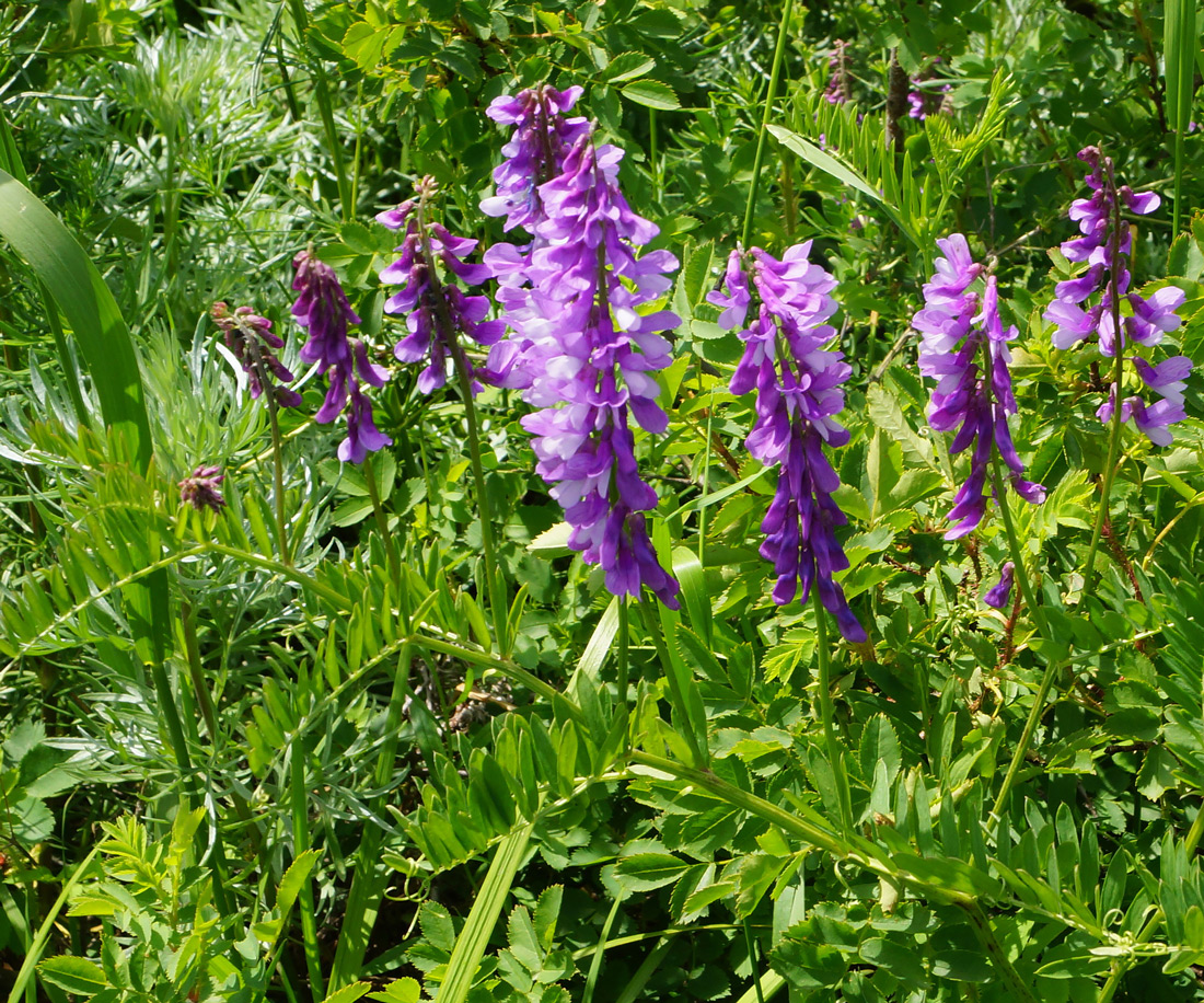 Изображение особи Vicia tenuifolia.