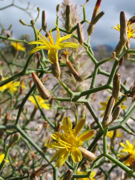 Image of Launaea arborescens specimen.