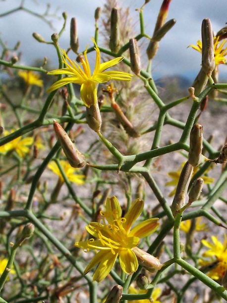 Изображение особи Launaea arborescens.