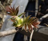 Sorbaria sorbifolia. Распускающаяся почка. Ярославская обл., усадьба Карабиха. 20 апреля 2014 г.