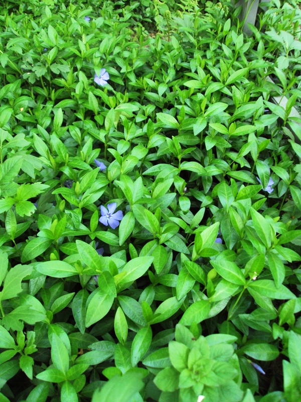 Image of Vinca minor specimen.