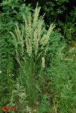 Koeleria macrantha
