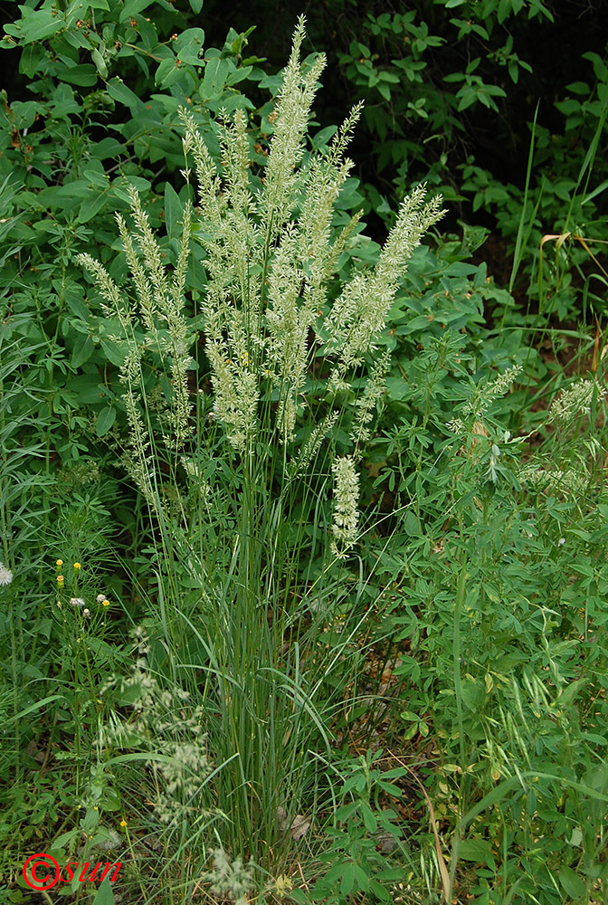 Image of Koeleria macrantha specimen.