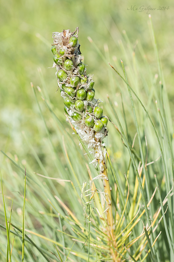 Image of Asphodeline taurica specimen.