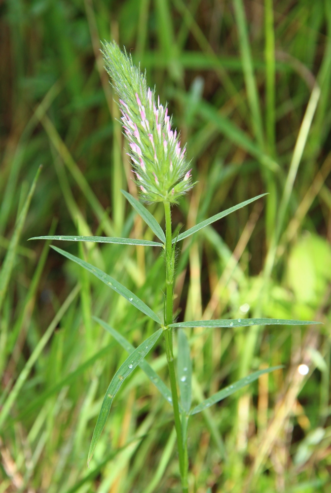 Изображение особи Trifolium angustifolium.