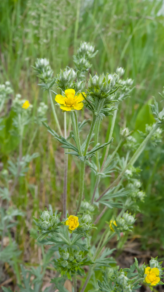 Image of Potentilla argentea specimen.