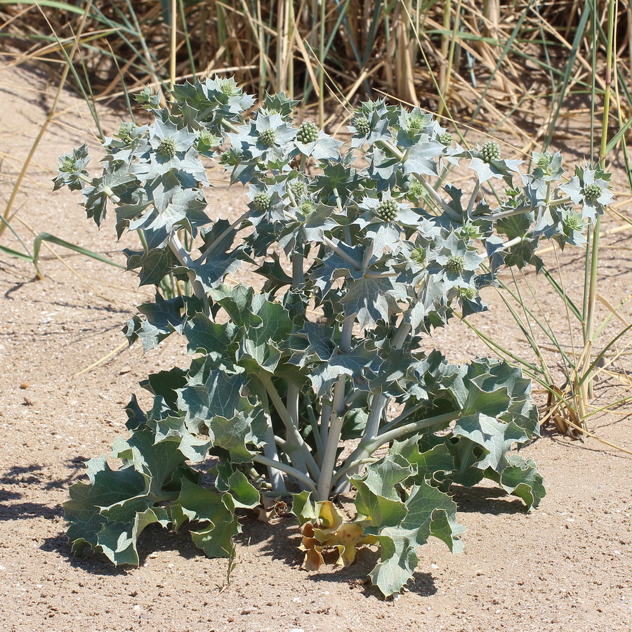 Изображение особи Eryngium maritimum.