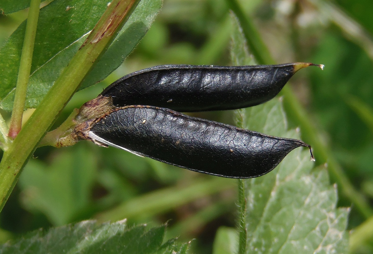 Изображение особи Vicia sepium.