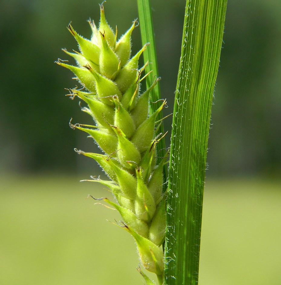 Изображение особи Carex hirta.