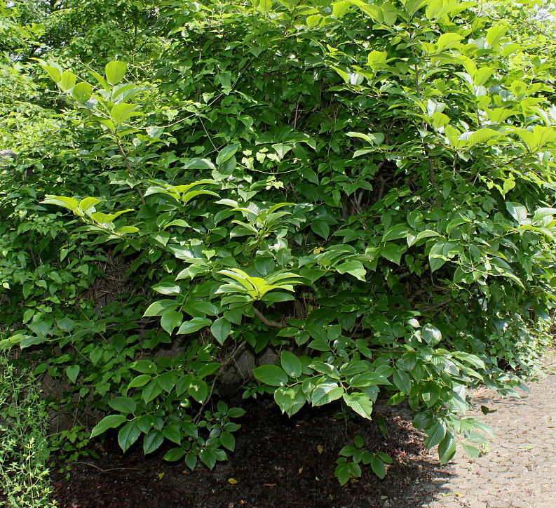 Image of Rhamnus alpina ssp. fallax specimen.