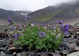 Nepeta supina