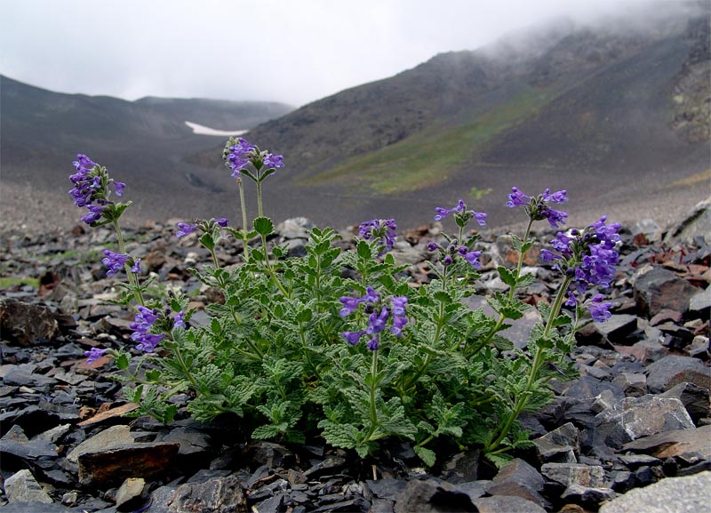 Изображение особи Nepeta supina.