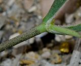 Silene linearis